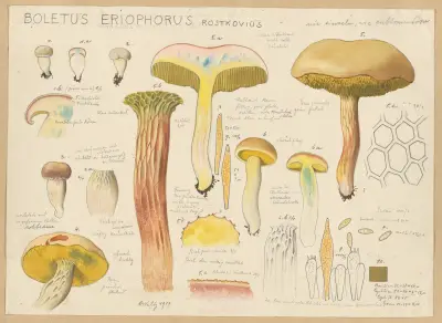 Boletus eriophorus Rostkovius av Hans Walty