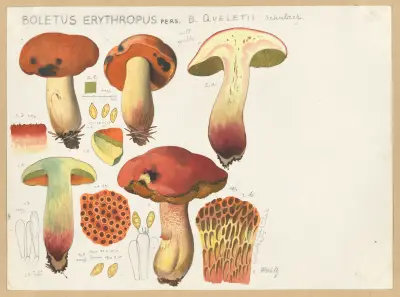 Boletus erythropus Pers., B. queletii Schulzer. av Hans Walty