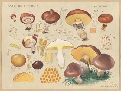 Boletus luteus L. av Hans Walty