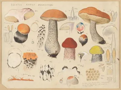 Boletus rufus Schaeffer. av Hans Walty