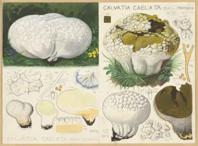 Calvatia caelata (Bull.) Morgan av Hans Walty
