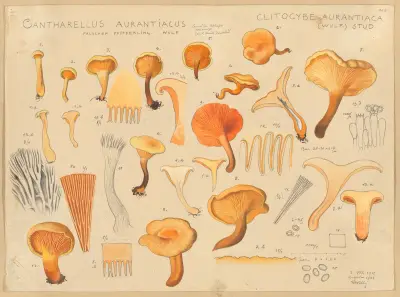 Cantharellus aurantiacus Wulf av Hans Walty
