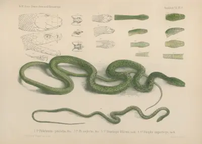 1 – 1e Philothammus punctatus, 2 – 2c Ph. neglectus, 3 – 3e Atractaspis Bibronii, 4 – 4b Dinophis angusticeps, Wilhelm Karl Hartwich Peters