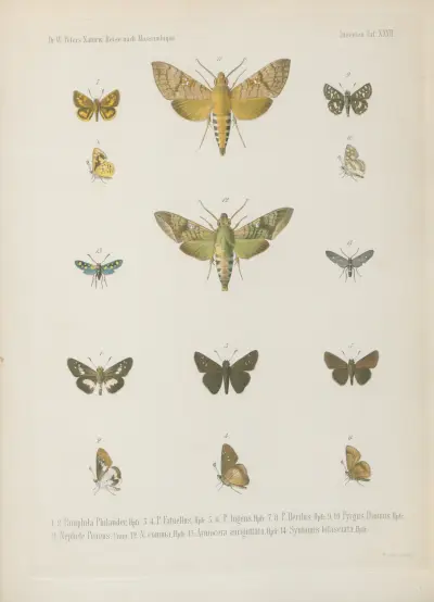 1.2.3. Chrysophanus Perion, Cram. 4.5. Lycaena Calice 6.7.8. L. Sybaris 9.10. L. Jobates 11. 12. L. Osiris 13.14.15. L. Asopus 16.17. Abantis tettensis, Wilhelm Karl Hartwich Peters