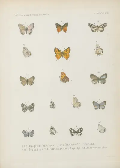 1.2. Erebia Panda, Bsdvl. 3.4. Mycalesis Eusirus 5.6. M. Evenus 7_9. Dipsas Antalus 10.11. Jolaus Orejus 12_14. J. Caeculus av Wilhelm Karl Hartwich Peters