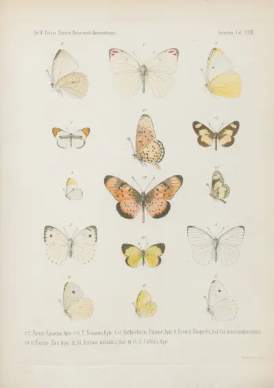 1.2. Romaleosoma Neophron 3.4. Harma Concordia 5.6. H. Achlys 7.8. Aterica Theophane 9.10., Wilhelm Karl Hartwich Peters