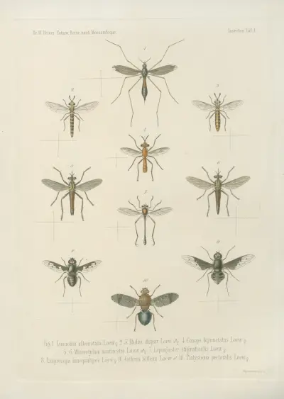 1.2. Spirostreptus gigas 3. Sp. flavifilis 4. Sp. semilumaris 5. Sp. stylifer 6. Sp. ornatus 7. Sp. dimidiatus 8. Spirobolus crassicollis 9. Sp. luchrosus 10. Julus sabulosus, L. av Wilhelm Karl Hartwich Peters