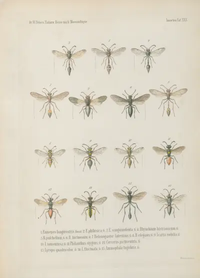 1.2. Xylocopa lateritia, Sm. mas. fem. 3. X. caffra, L. fem. var. 4. X. lugubris fem. 5. Anthophora flavicollis fem. 6. Lipotriches abdominalis 7.8. Euaspis rufiventris mas. fem. 9. Megachile felina fem. 10. M. bombiformis mas. 11. M. larvata mas. 12. M. chrysorrhoea fem. 13. M. xanthopus mas. 14. M. curtulafem. 15.M. gratiosa fem. 16. Nomia vulpina mas., Wilhelm Karl Hartwich Peters
