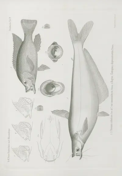 1-3. Chromis niloticus 4. C. var. mossambicus 5. Bagrus (Eutropius) depressirostris, Wilhelm Karl Hartwich Peters