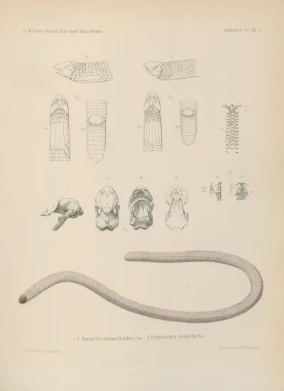 1-3. Monopeltis sphenorhynchus, 4. Herpetosaura arenicola, Wilhelm Karl Hartwich Peters
