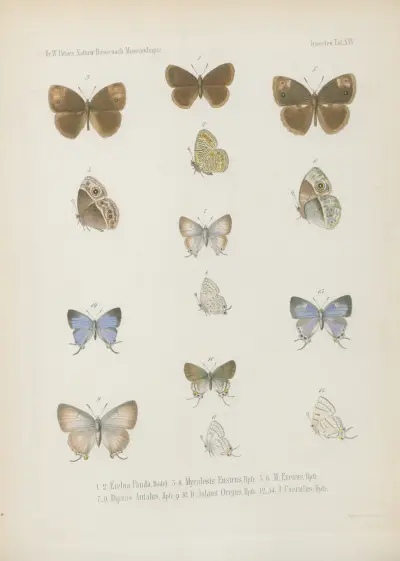 1_4. Acraea Petraea, Bsdvl. 5_8. A. Oncaea 9.10. Neptis Marpessa 11_14. Harma Theobene, Doubl. av Wilhelm Karl Hartwich Peters