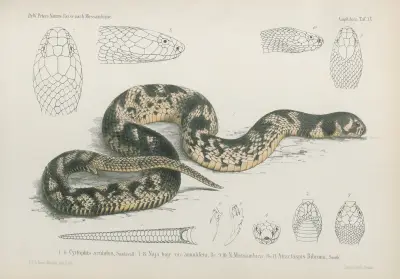 1 – 6. Cyrtophis scutatus, 7. 8. Naja haje var; annulifera, 9. 10. N. Mossambica, 11. Atractaspis Bibronii, Wilhelm Karl Hartwich Peters