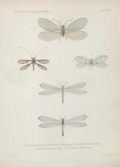 1_8. Termes dirus 9_17. T. trinervius 18._21. T. Mossambicus 22. T. incertus av Wilhelm Karl Hartwich Peters