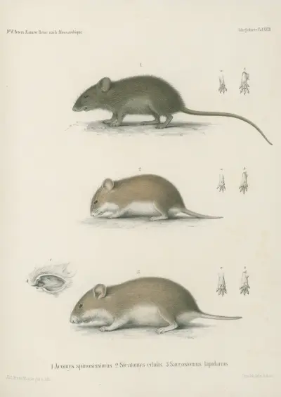 1. Acomys spinosissimus. 2. Steatomys edulis. 3. Saccostomus lapidarius, Wilhelm Karl Hartwich Peters