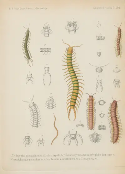 1. Aenictus fuscovarius 2. Anomma molesta 3. Ponera cribrinodis 4. P. laeviuscula 5. P. crassicornis 6. Hoplomyrmus schistazeus 7. Formica longipes 8. Carebara colossus 9. Heptacondylus eumenoides 10. Crematogaster tricolor 11. Bracon flagrator 12. B. flavoguttatus. G. 13. B. jocosus 14. Agathis tricolor 15. Chelonus Tettensis av Wilhelm Karl Hartwich Peters