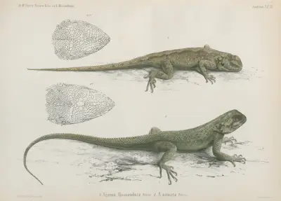 1. Agama Mossambica 2. A. armata, Wilhelm Karl Hartwich Peters