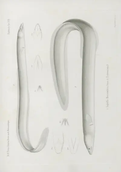 1. Anguilla Mossambica 2. A. virescens, Wilhelm Karl Hartwich Peters
