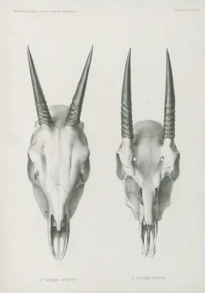 1. Antilope ocularis. 2. Antilope hastata, Wilhelm Karl Hartwich Peters