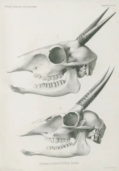 1. Antilope ocularis. 2. Antilope hastata, Wilhelm Karl Hartwich Peters