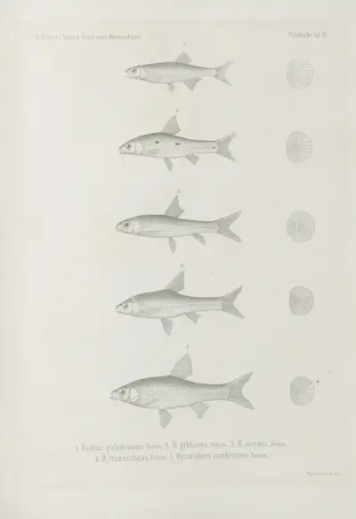 1. Barbus paludinosus 2. B. gibbosus 3. B. inermis 4. B. trimaculatus 5. Opsaridium zambezense, Wilhelm Karl Hartwich Peters
