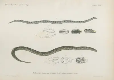 1. Calamaria (Homalosoma) variegata, 2. Lycodon semianulis, Wilhelm Karl Hartwich Peters