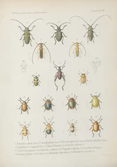 1. Cerambyx incultus 2. Obrium murinum 3. Callichroma heterocnemis 4. C. leucorhaphis 5. C. ruficrus 6. Closteromerus insignis 7. Compsomera speciosissima 8. Ceroplesis militaris 9. Cymatura bifasciata, Grst. 10. Rhaphidopsis melaleuca 11. 12. Tragocephala variegata, Bertol. 13. T. frenata, Wilhelm Karl Hartwich Peters