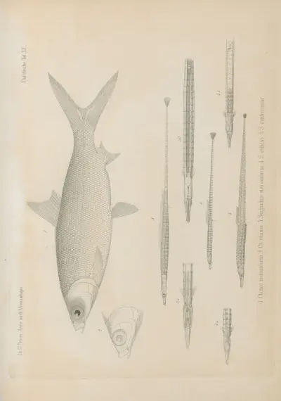 1. Chanos mossambicus. 2. Ch. chanos. 3. Syngnathus mossambicus. 4. S. argulus. 5. S. zambezensis., Wilhelm Karl Hartwich Peters