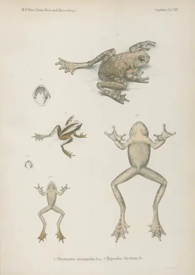 1. Chiromantis xerampelina 2. Hyperolius bivittatus, Wilhelm Karl Hartwich Peters