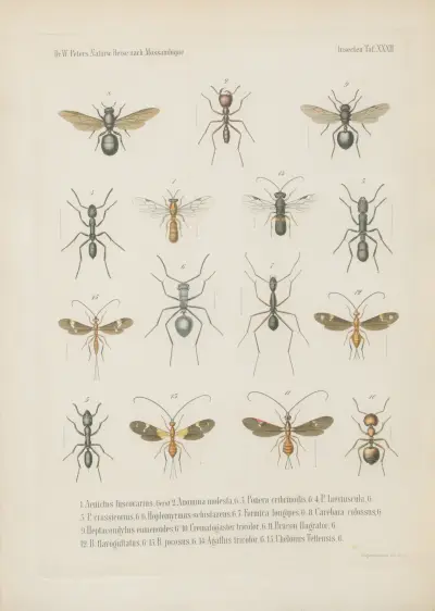 1. Chlorion fulvipes 2. C. subcyaneum 3. Pompilus irpex 4.5. Mutilla Guineensis, Fabr. mas. fem. 6. M. aestuans 7. M. Tettensis 8. M. bilunata 9. Meria semirufa 10. Myzine cingulata 11. Scolia pardalina 12.13. S. mansueta mas. fem. 14. Dorylus badius 15. D. diadema av Wilhelm Karl Hartwich Peters