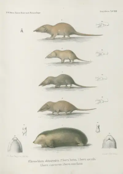 1. Chrysochloris obtusirostris. 2. Sorex hirtus. 3. Sorex sacralis. 4. Sorex canescens 5. Sorex annellatus, Wilhelm Karl Hartwich Peters