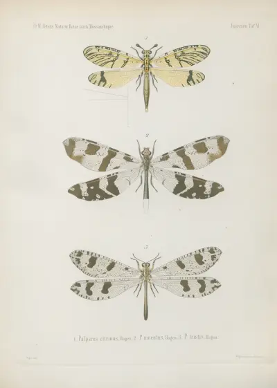 1. Chrysopa venusta 2. Micromus timidus 3. Ascalaphus laceratus 4. Myrmeleon leucospilos 5. M. quinquemaculatus, Wilhelm Karl Hartwich Peters