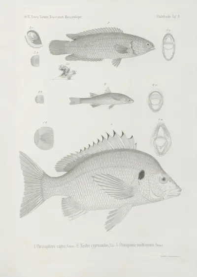 1. Chrysophrys vagus 2. Nestis cyprinoides 3. Ctenopoma multispinis, Wilhelm Karl Hartwich Peters