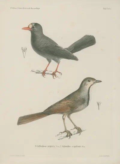 1. Cichladusa arquata. 2. Sigmodus scopifrons av Wilhelm Karl Hartwich Peters