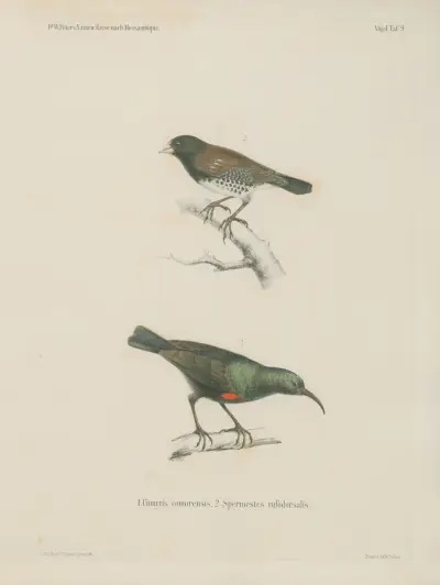 1. Cinnyris comorensis. 2. Spermestes rufodorsalis av Wilhelm Karl Hartwich Peters