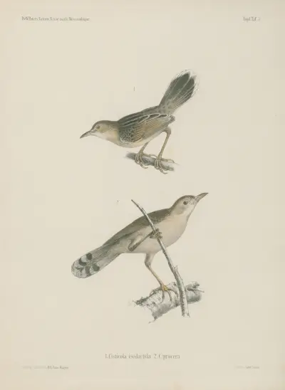1. Cisticola isodactyla. 2. C. procera. av Wilhelm Karl Hartwich Peters