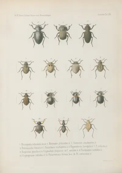 1. Clitopa Erichsonii, 2. Cyclomera dispar, mas. 3. femina. 4. Cyclomera castanea, 5. Leucopholis lepidota, 6. Anomala nitidicollis, 7. Rhamphorrhina Petersiana, 8. Heterorhina alternata, 9. Discopeltis vidua, 10. Oxythyrea luctifera, 11. Pachnoda virginea, 12. Paussus inermis 13. Ligniperda cylindrus 14. Sinoxylon conigerum, Wilhelm Karl Hartwich Peters