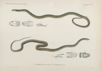 1. Coronella olivacea 2. C. semiornata, Wilhelm Karl Hartwich Peters
