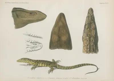 1. Crocodilus vulgaris 2. Varanus nilolicus 3. Valbogularis, Wilhelm Karl Hartwich Peters