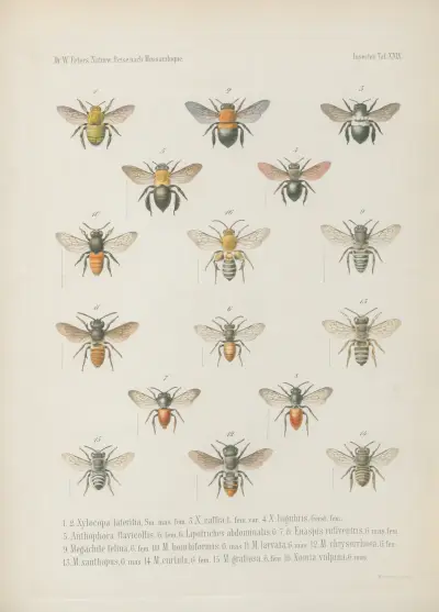1. Crocota unicolor 2. Aletis Libyssa 3. Nyctemera Leuconoe 4.5. Lacipa gracilis 6.7. Diaphone Sylviana, Stoll Var. mossambicensis. 8. Aganais Aphidas 9. Acontia discoidea 10.11. Spirama Pyrula 12. Ophiodes tettensis av Wilhelm Karl Hartwich Peters