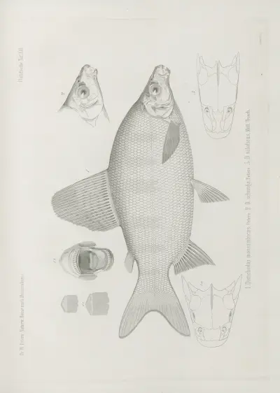 1. Distichodus mossambicus 2. D. schenga 3. D. niloticus, Wilhelm Karl Hartwich Peters