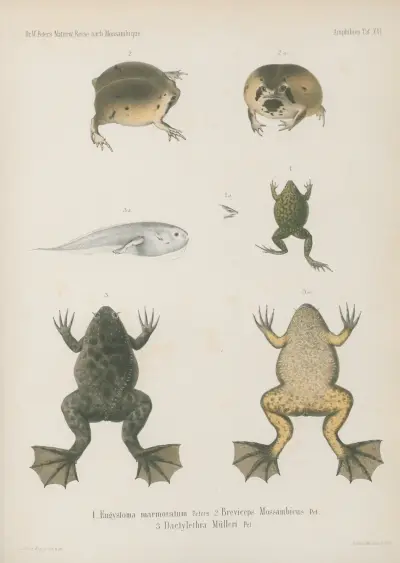 1. Engystoma marmoratum 2. Breviceps Mossambicus 3. Dactylethra Mülleri, Wilhelm Karl Hartwich Peters