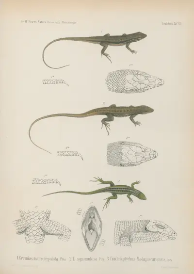 1. Eremias macrolepidota, 2. E squamulosa, 3. Tracheloptychus Madagascariensis, Wilhelm Karl Hartwich Peters