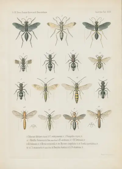 1. Eumenes longirostris 2. E. phthisica 3. E. sanguinolenta 4. Rhynchium histrionicum 5. R. pulchellum 6. R. luctuosum 7. Belonogaster lateritius 8. B. elegans 9. Icaria nobilis 10. I. tomentosa 11. Philanthus stygius 12. Cerceris pictiventris 13. Lyrops quadricolor 14. L. fluctuata 15. Ammophila lugubris av Wilhelm Karl Hartwich Peters