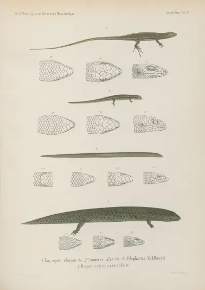 1. Euprepes elegans 2. Eumeces 3. Ablepharus Wahlbergii. 4. Herpetosaura arenicola, Wilhelm Karl Hartwich Peters