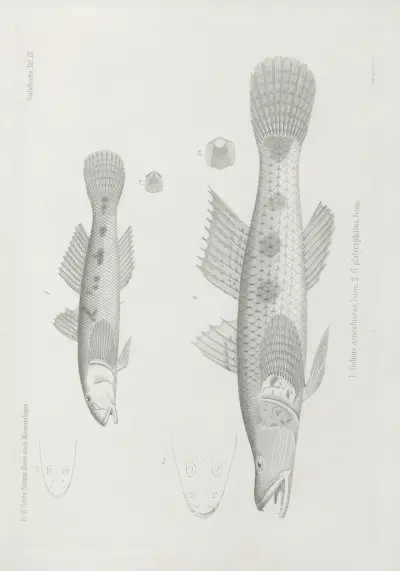 1. Gobius aeneofuscus 2. G. platycephalus, Wilhelm Karl Hartwich Peters