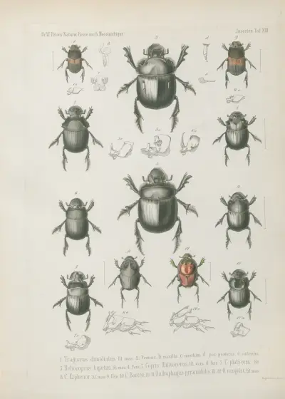 1. Graphipterus tristis, 2. Bradybaenus pseudo-scalaris, Bert. 3. Lycus cuspidatus, 4. Malachius pulchellus, 5. Atractocerus frontalis, 6. A. neydaloides, Palisot. 7. Hister plebejus, 8. Carpophilus biguttatus, 9. C. ochropterus, 10. Acidocerus aphodiodes, 11. Gymnopleurus humeralis, 12. Sisyphus atratus, 13. S. calcaratus, 14. Onitis Lycophron, 15. Oniticellus egregius,, Wilhelm Karl Hartwich Peters