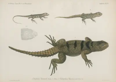 1. Hoplurus Barnardi 2. Pullus 3. Chalarodon Madagascariensis, Wilhelm Karl Hartwich Peters