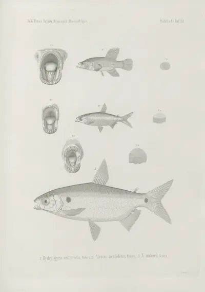1. Hydrargyra orthonota 2. Alestes acutidens 3. A. imberi, Wilhelm Karl Hartwich Peters