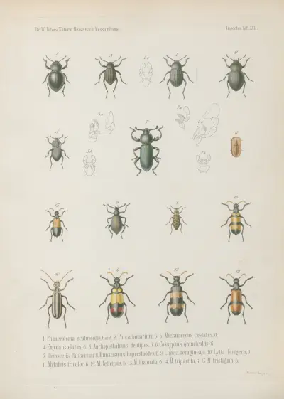1. Macropoda reticulata 2. Metriopus platynotus 3. Stenocara arachnoides 4. Heteroscelis lineata 5. Eurychora trichoptera 6. Pogonobasis laevigata 7. P. cribrata 8. Herpiscius gracilis 9. Cryptochile elegans 10. C. sordida 11. Trachynotus sordidus 12. Cryptogenius inflatus 13. Phanerotoma hirtum, Bert. 14. Ph. coriaceum, Wilhelm Karl Hartwich Peters