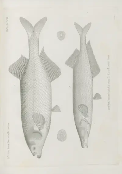 1. Mormyrus macrolepidotus 2. M. zambanenje, Wilhelm Karl Hartwich Peters